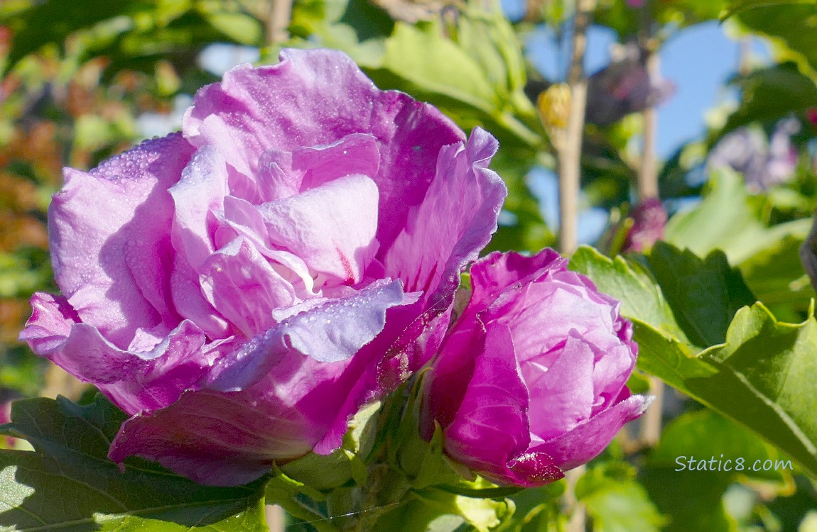 Pink Hibscus blooms