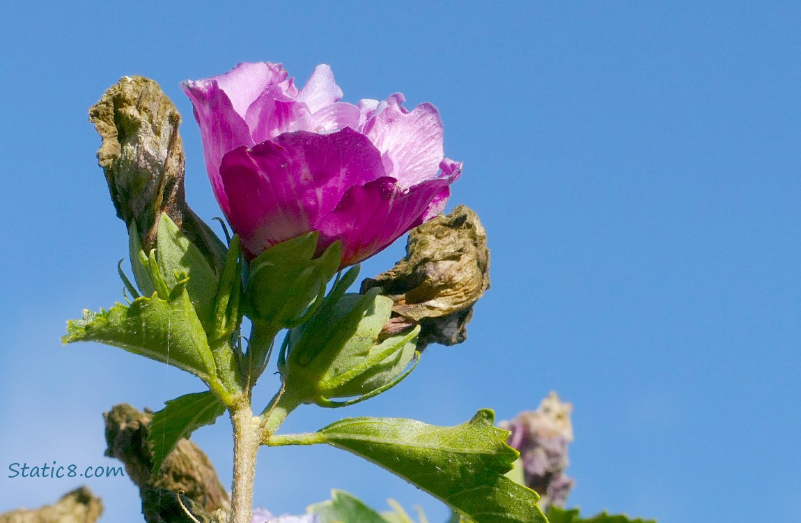 Pink Hibscus bloom and the blue sky