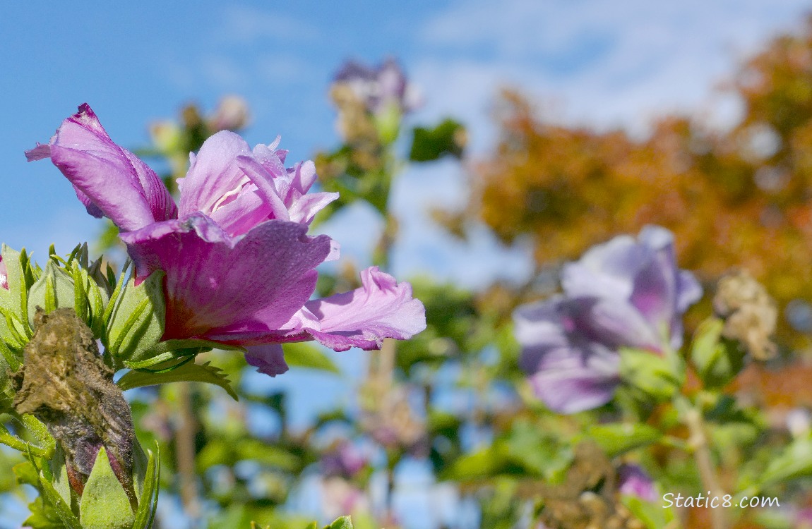 Pink Hibscus blooms with sky and autumn leaves