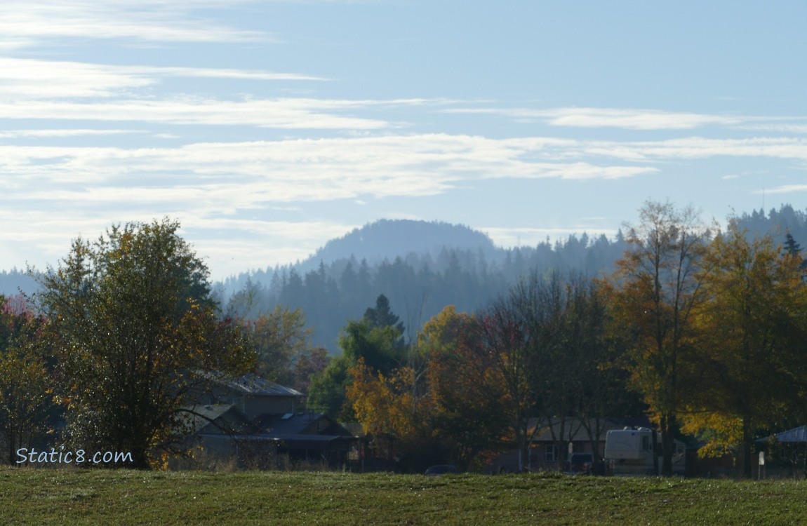 trees on the hill in the distance