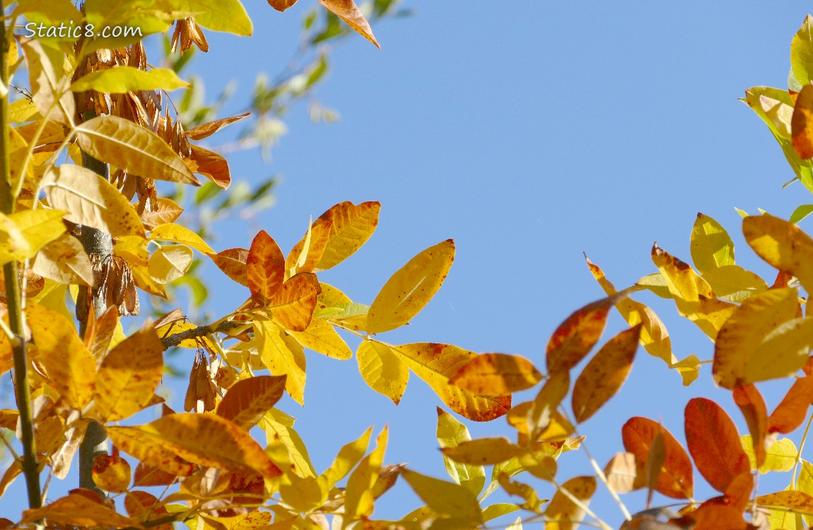 Autumn leaves and the blue sky