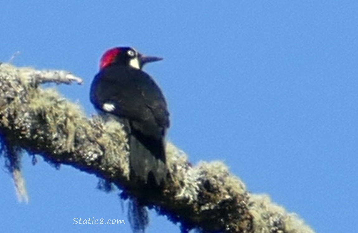 Acorn Woodpecker standing on a mossy branch, with the blue sky