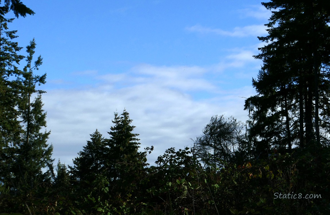 Clouds thru the trees