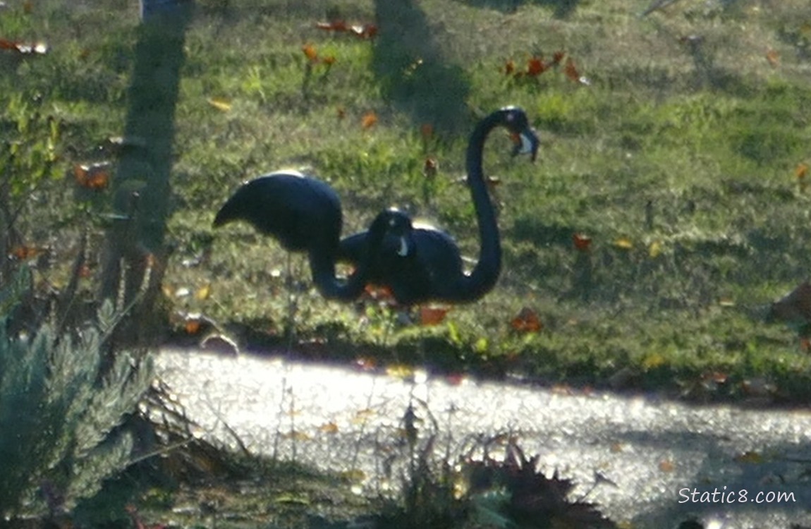 Black flamingo decorations