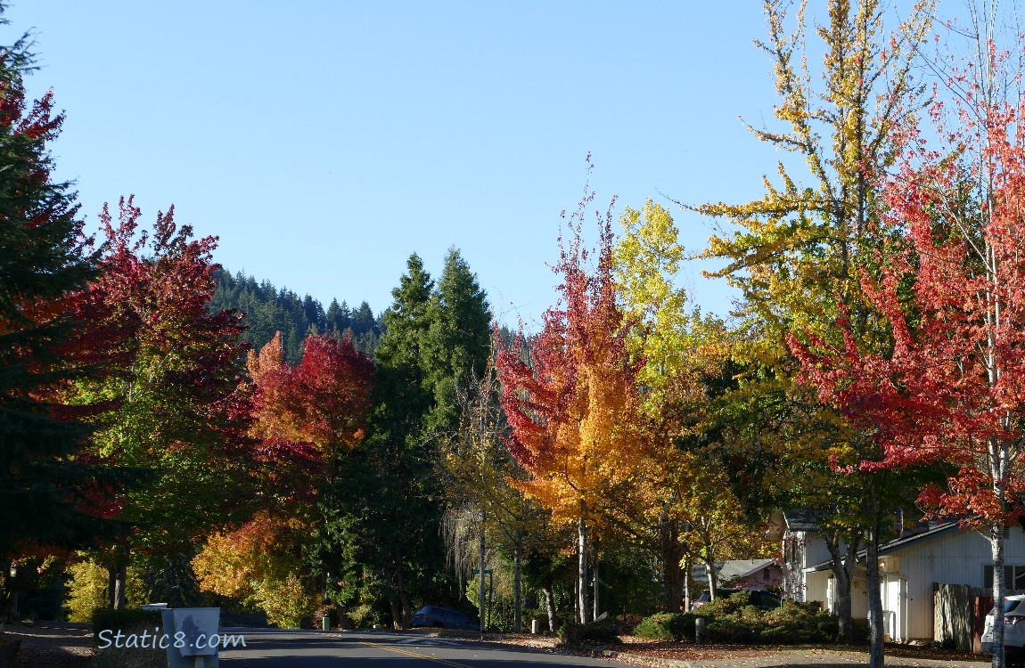 Autumn trees along a street