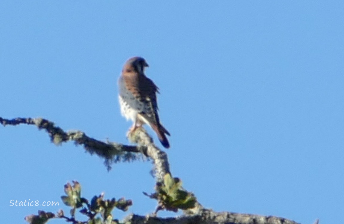 Kestrel standing in a different snag