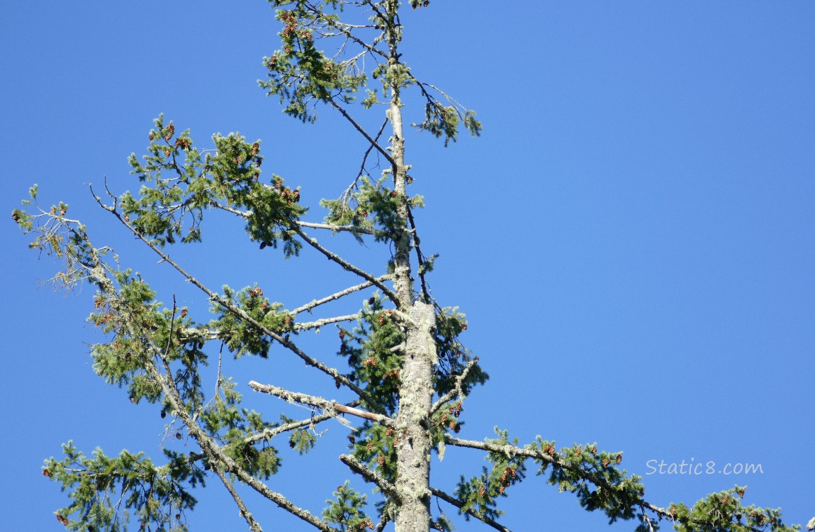 fir tree and the blue sky