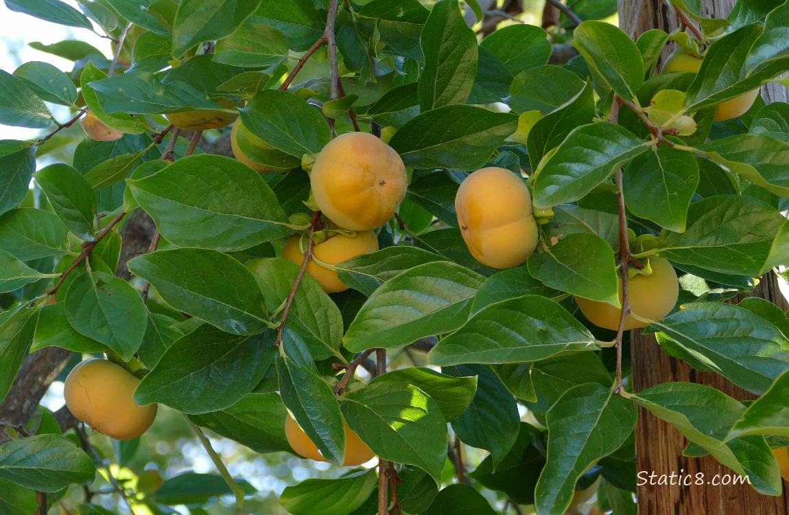 Persimmon fruits ripening on the tree