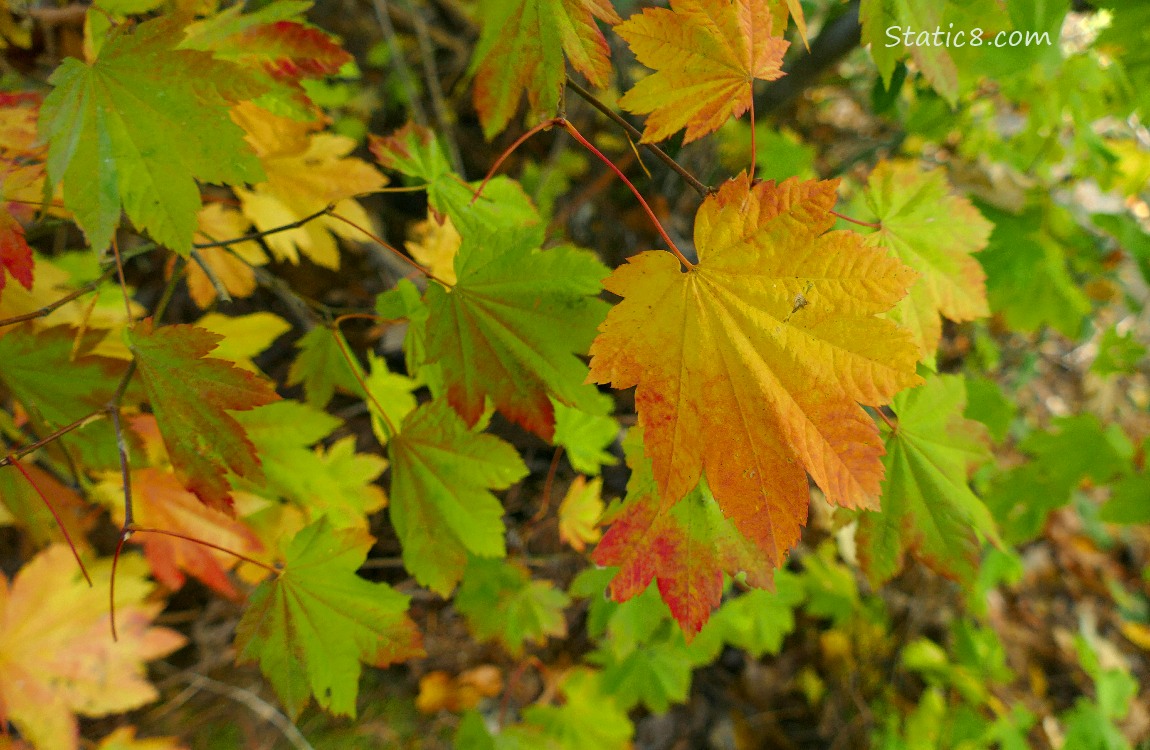 Vine Maple leaves in autumn colours