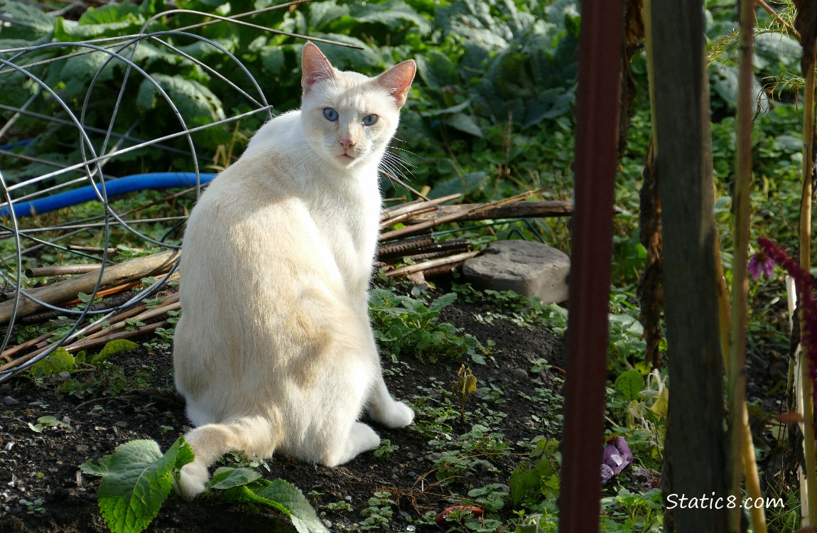 Cream coloured cat sitting on the ground