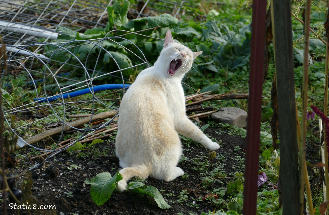 Cream coloured cat yawning