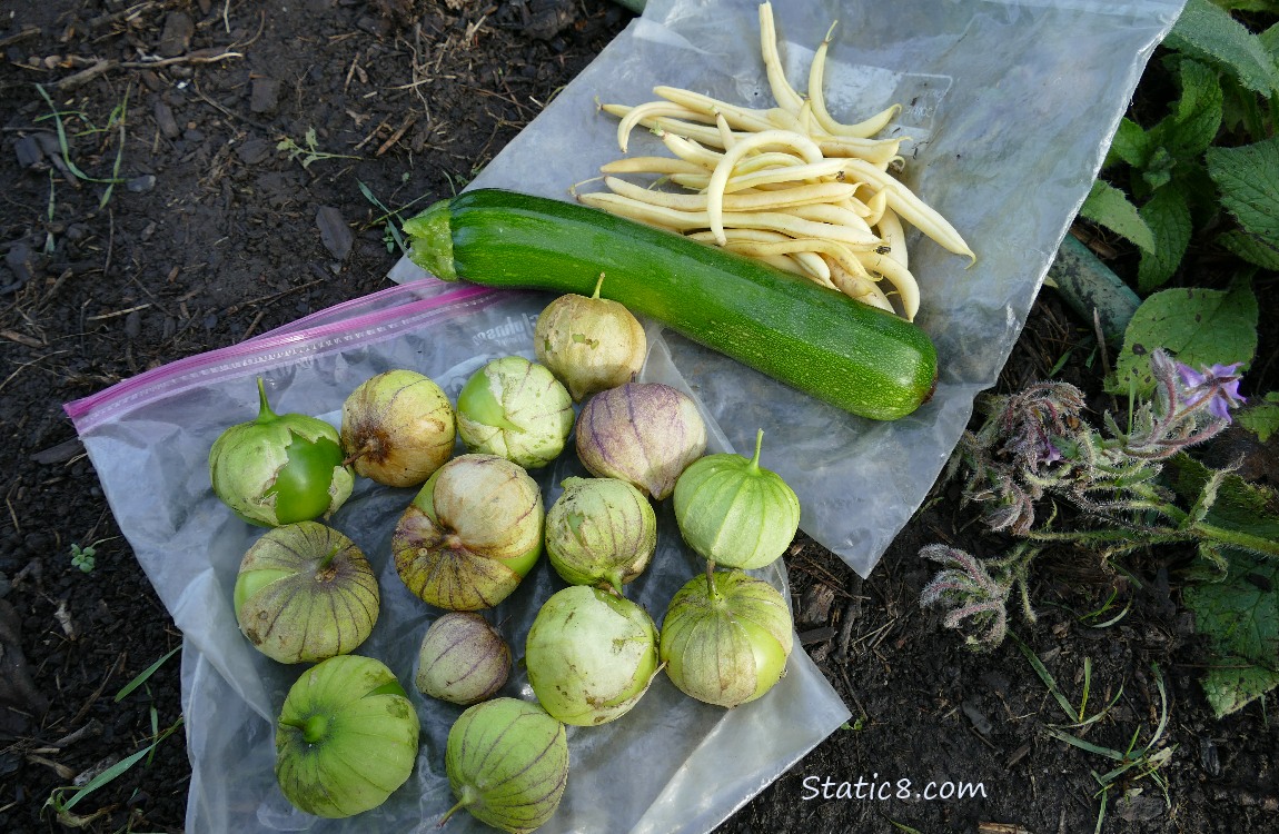 Harvested veggies laying on the ground