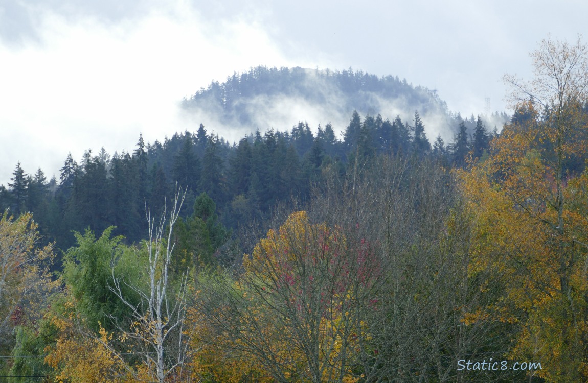 Autumn trees on the foggy hill