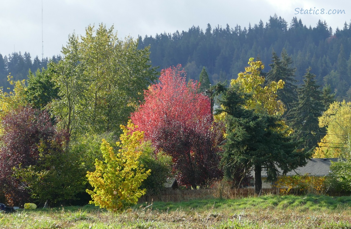 Autumn trees