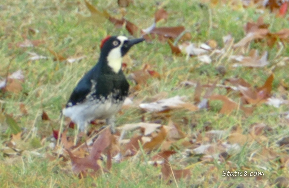 Acorn Woodpecker standing in the grass