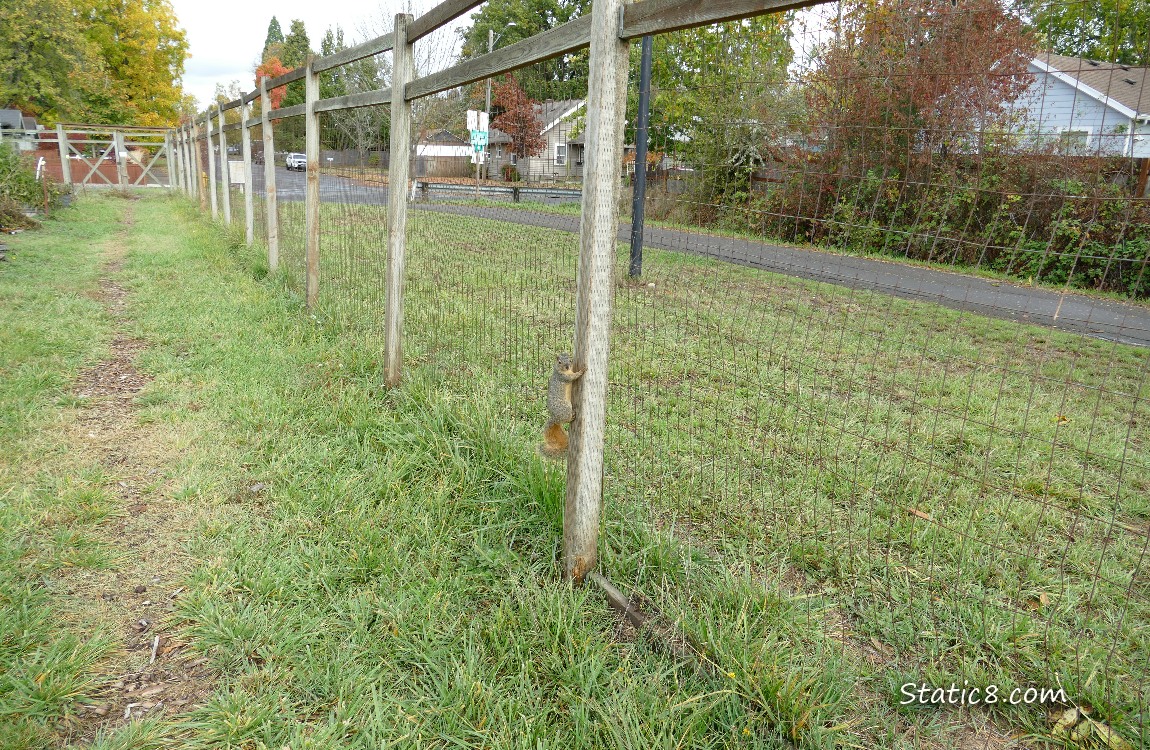 Squirrel hanging on the side of a fence post