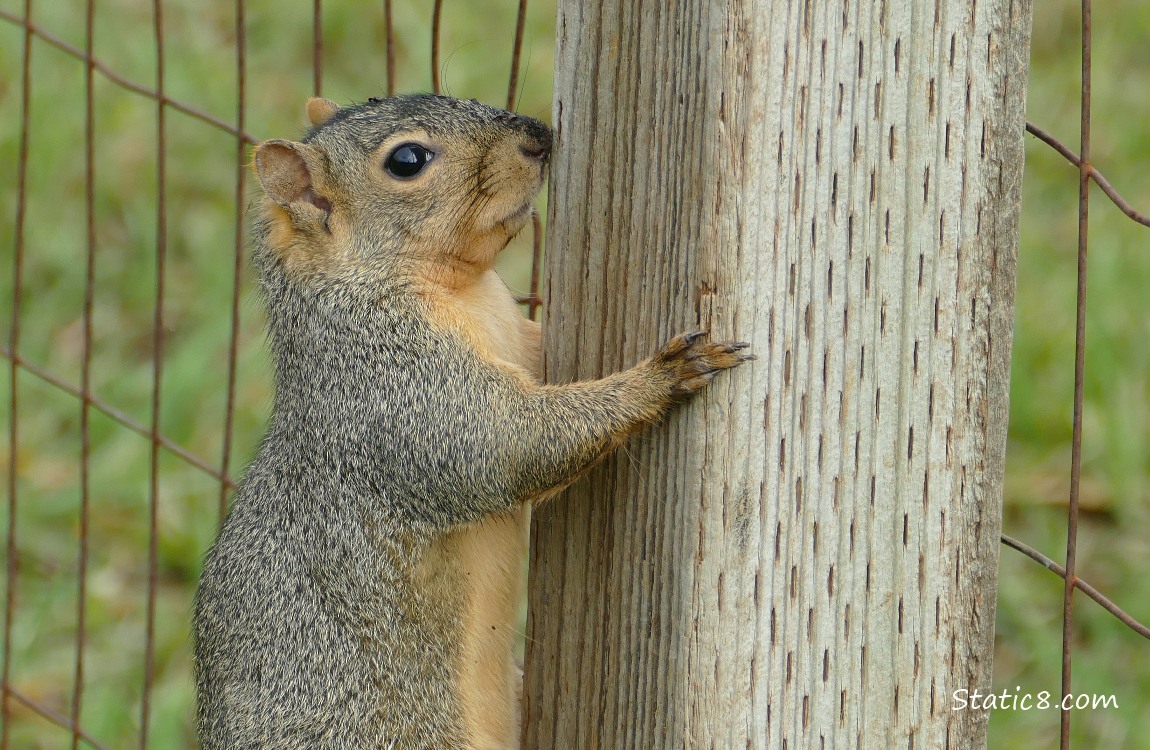 Squirrel on the side of a fence post