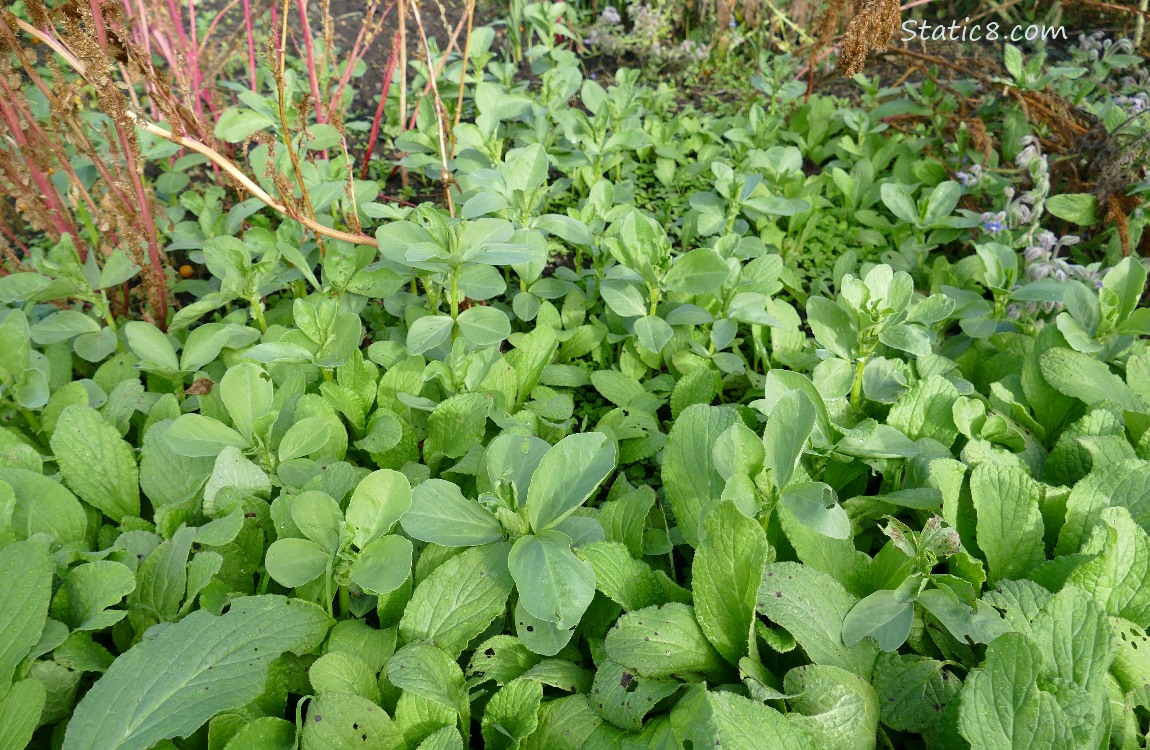 Fava seedlings