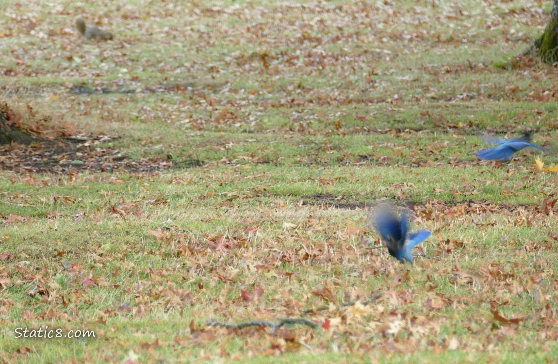 Steller Jays flying away with a squirrel in the background