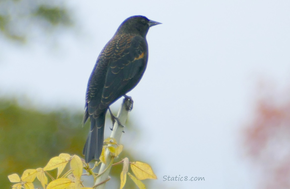 Red Wing Blackbird standing on a pole, with autumn leaves in the background