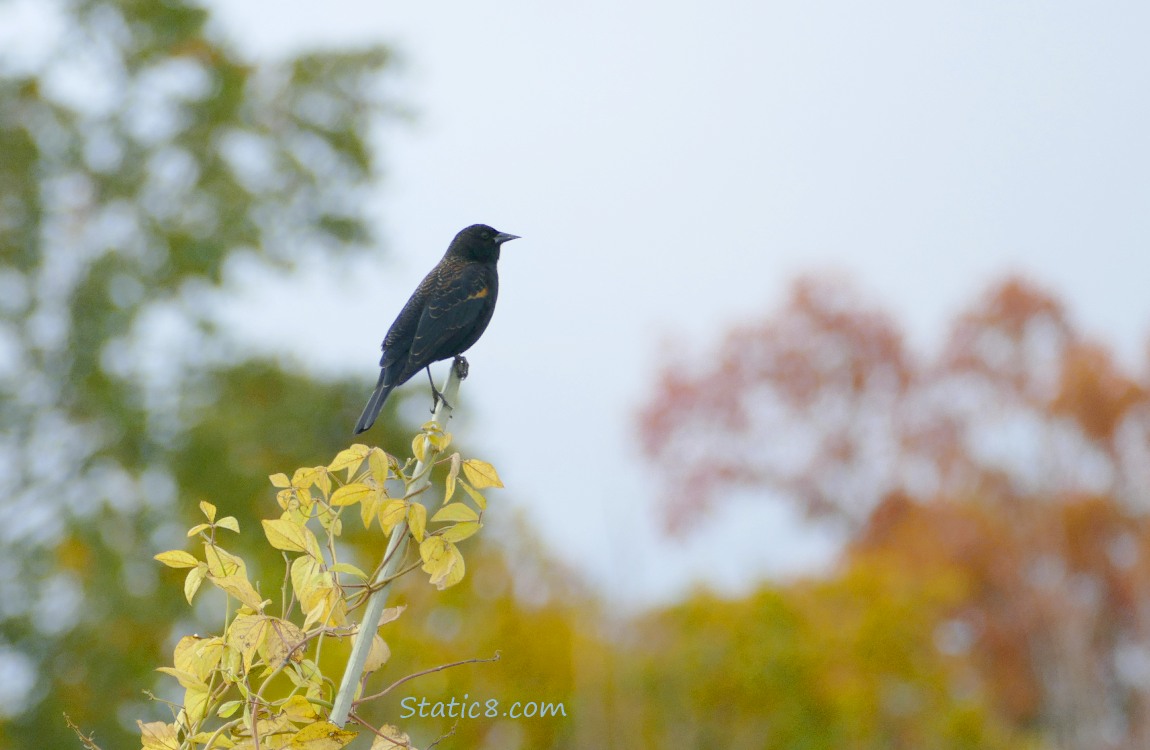 Red Wing Blackbird standing on a pole