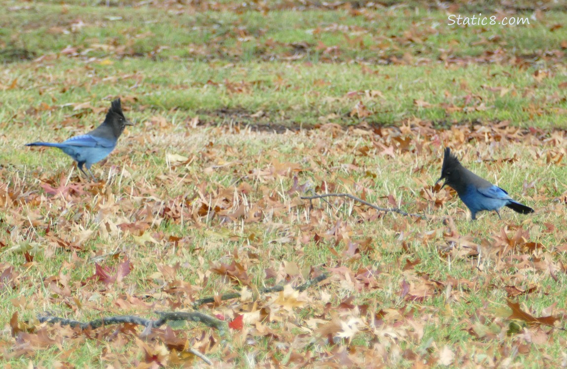 Steller Jays standing in the grass