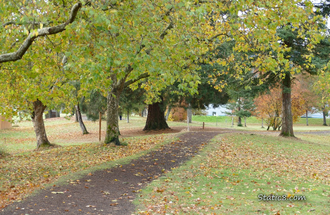 Trees along a path thru the grass