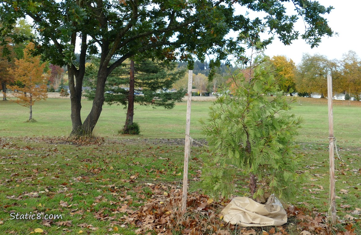 Trees in a park