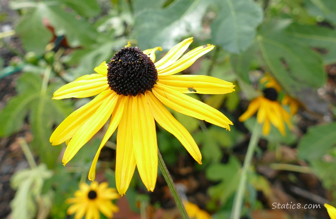 Black Eyed Susan blooms