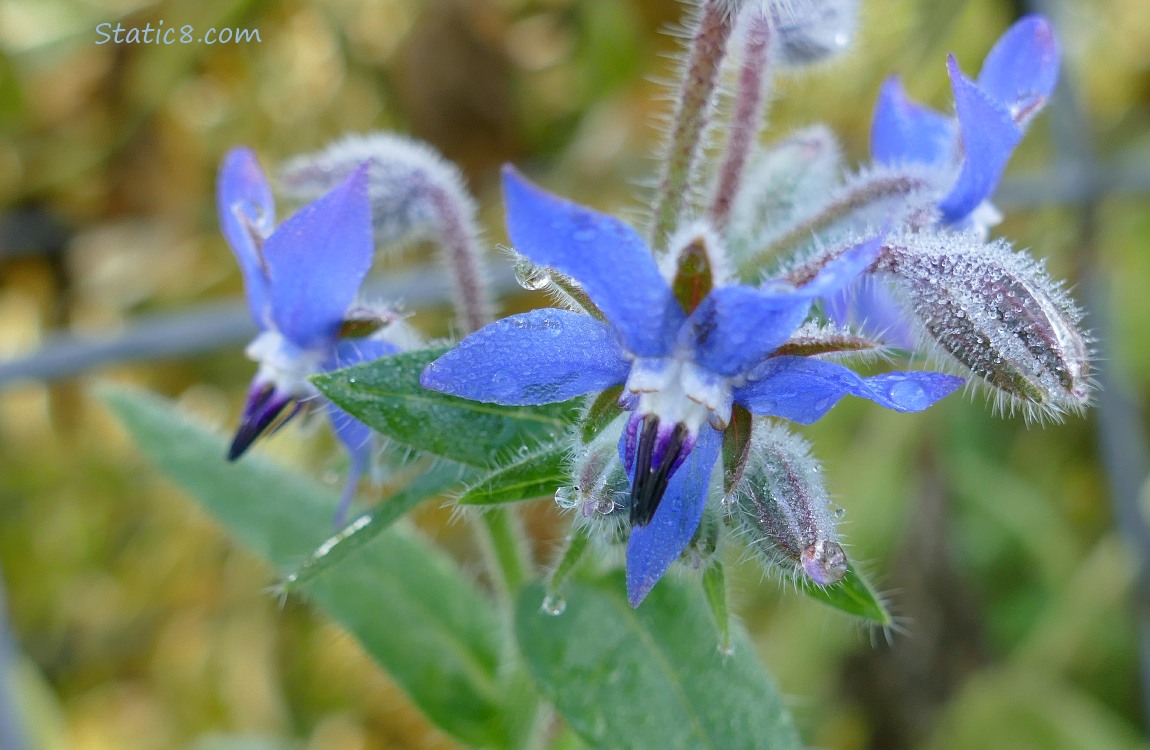 Borage blooms