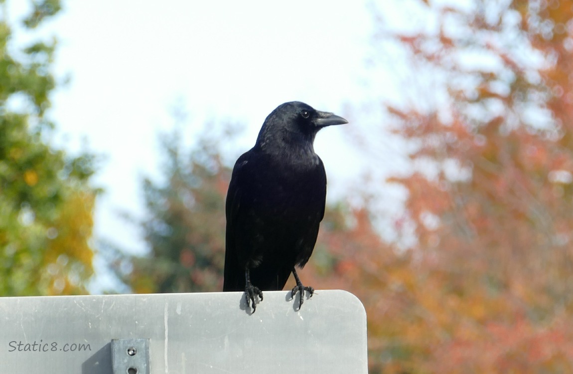 Crow standing on a street sign with autumn trees in the background