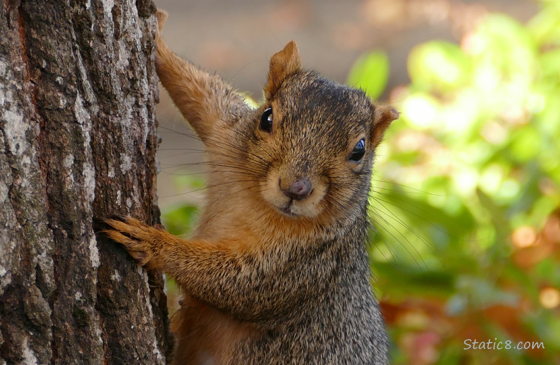 Squirrel on the side of a tree trunk with a wound on her nose