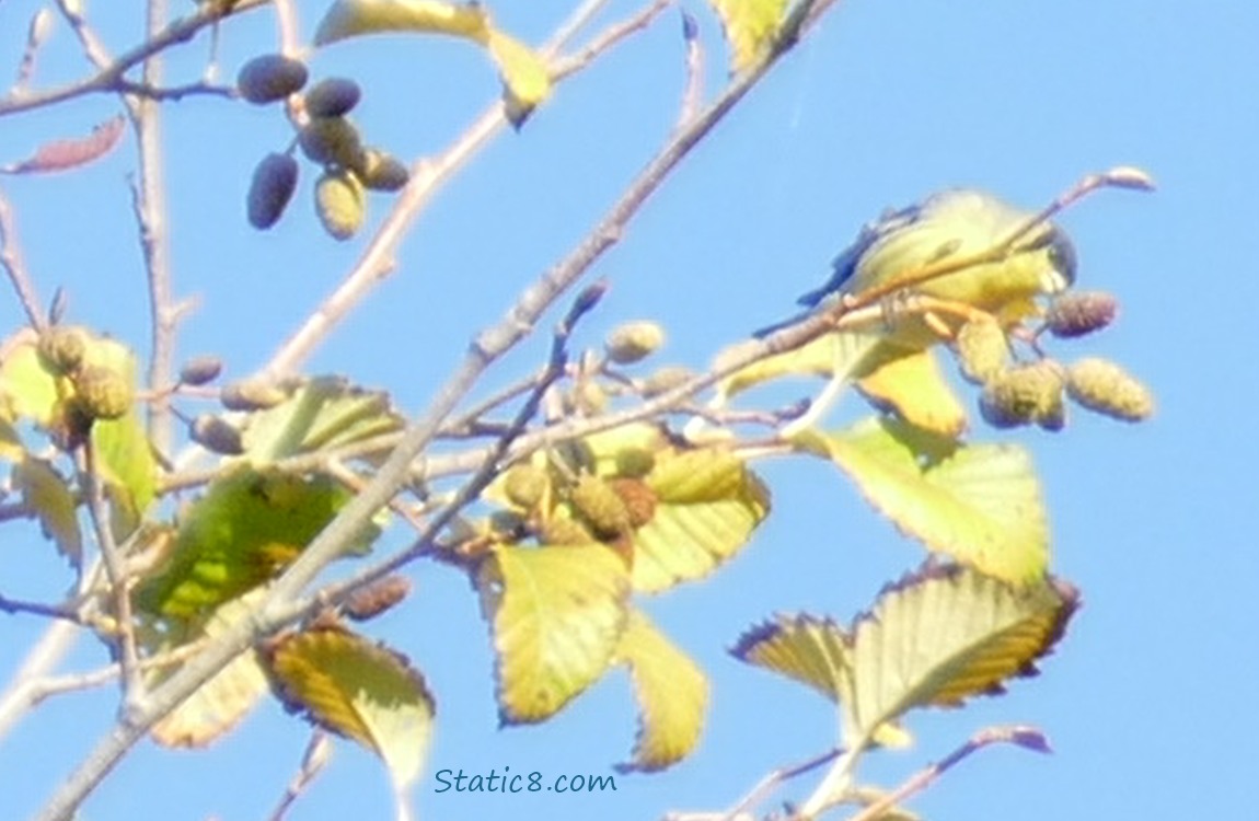 Lesser Goldfinch reaching for a Alder cone, up in a tree with blue sky