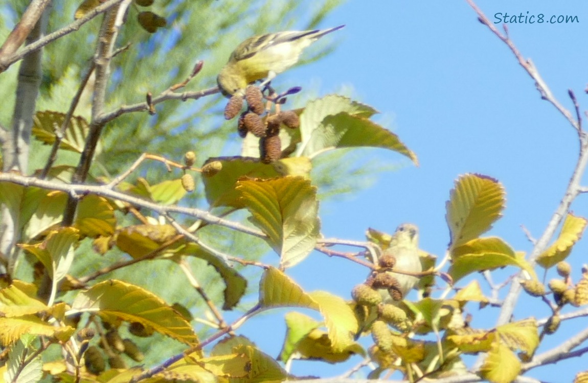 Lesser Goldfinch reaching for a Alder cone, up in a tree with blue sky