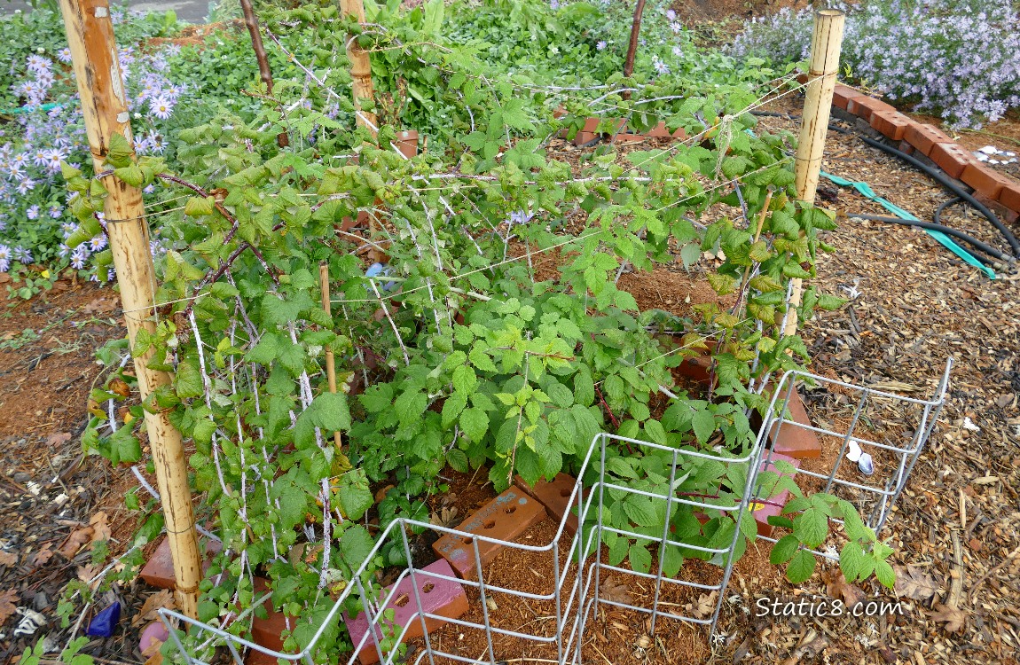 Raspberry canes in the garden