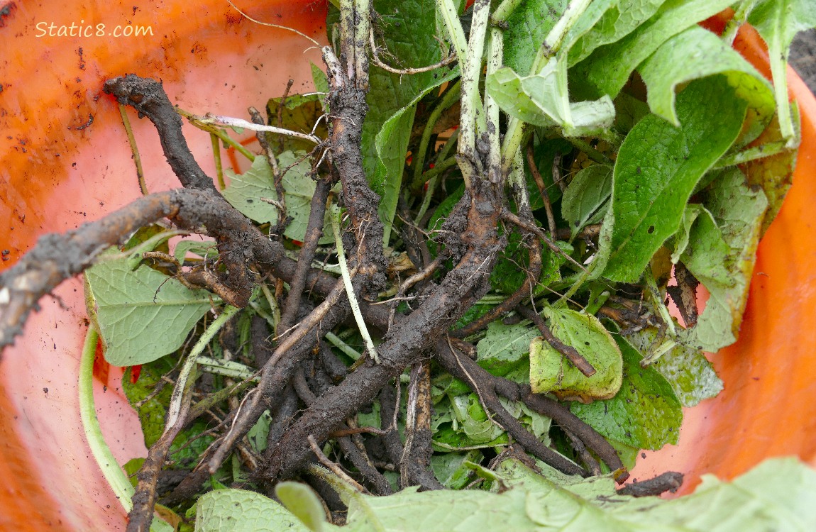 Comfrey roots in a bucket