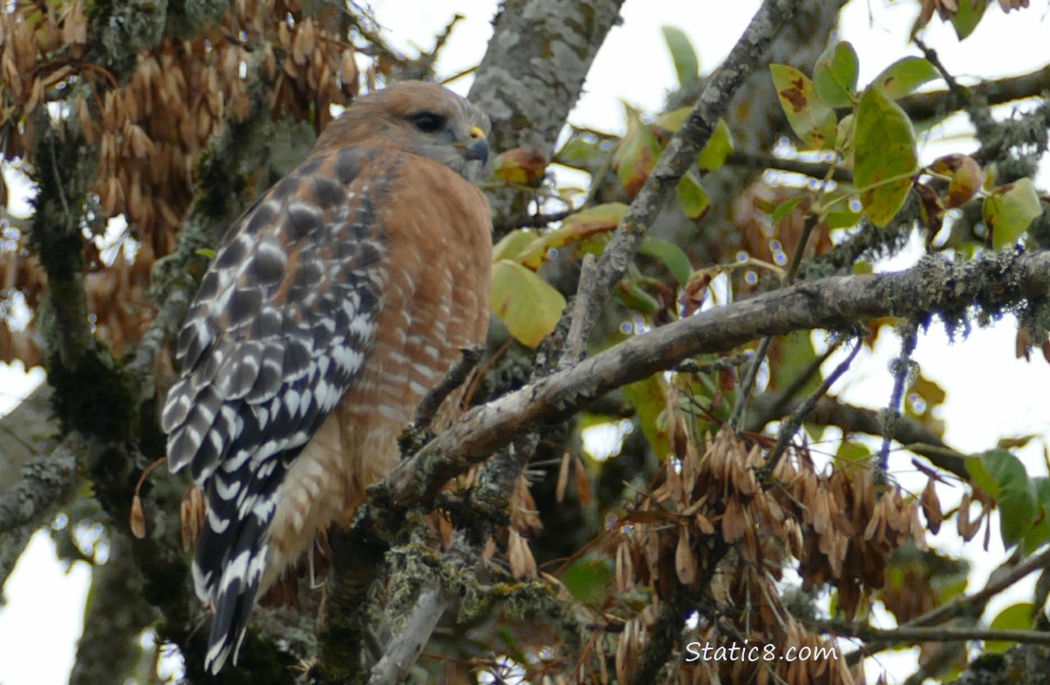 Red Shoulder Hawk sitting in a tree