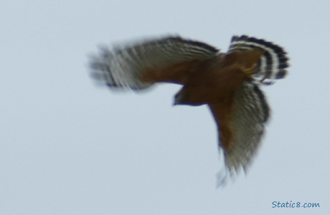 Red Shoulder Hawk flying away