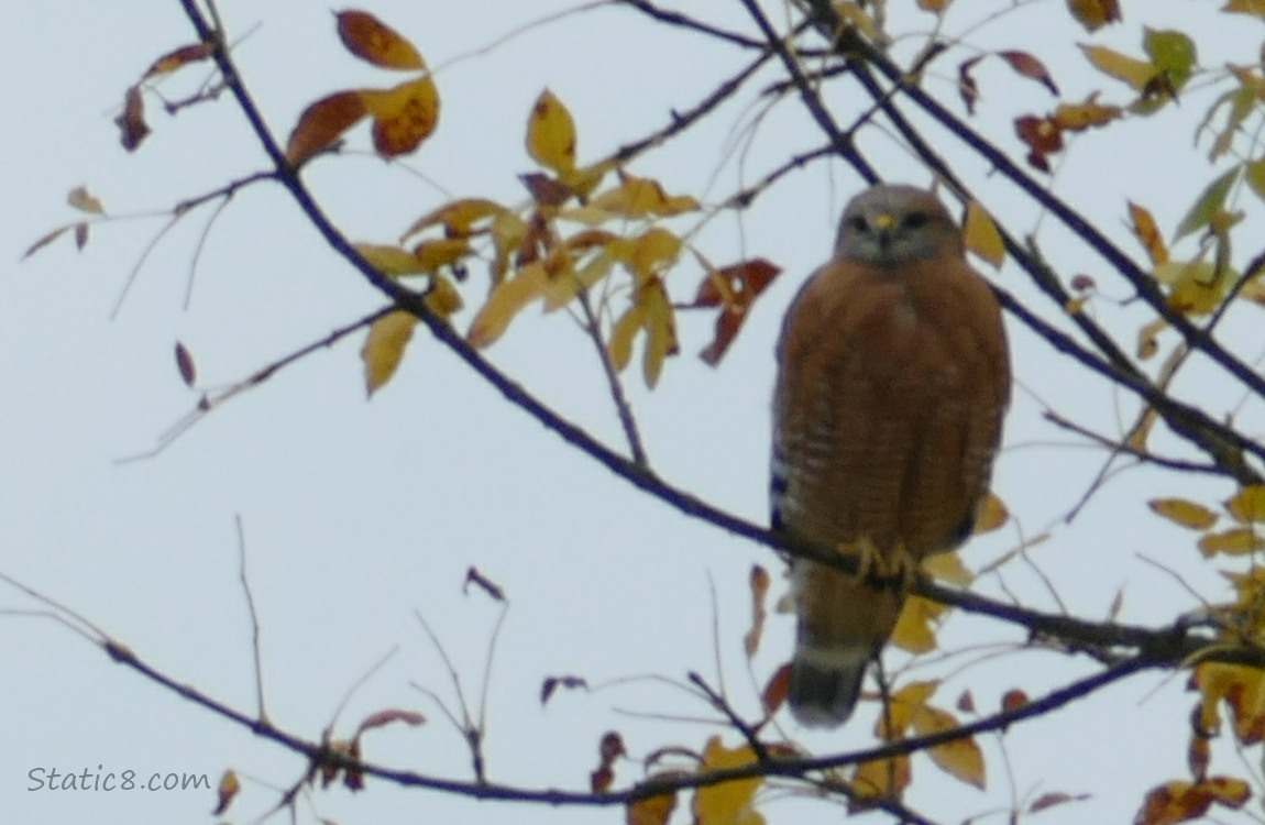 Red Shoulder Hawk standing in a tree