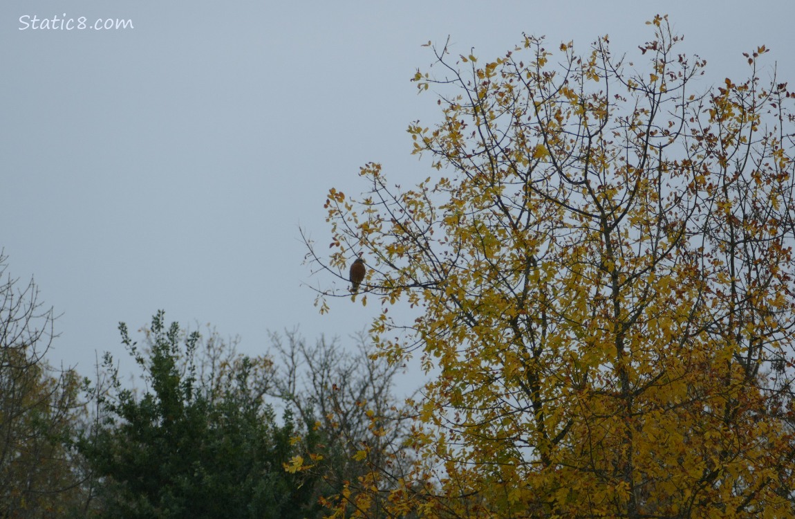 Hawk standing in a tree