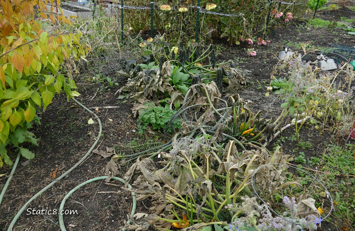 dead zucchini plants