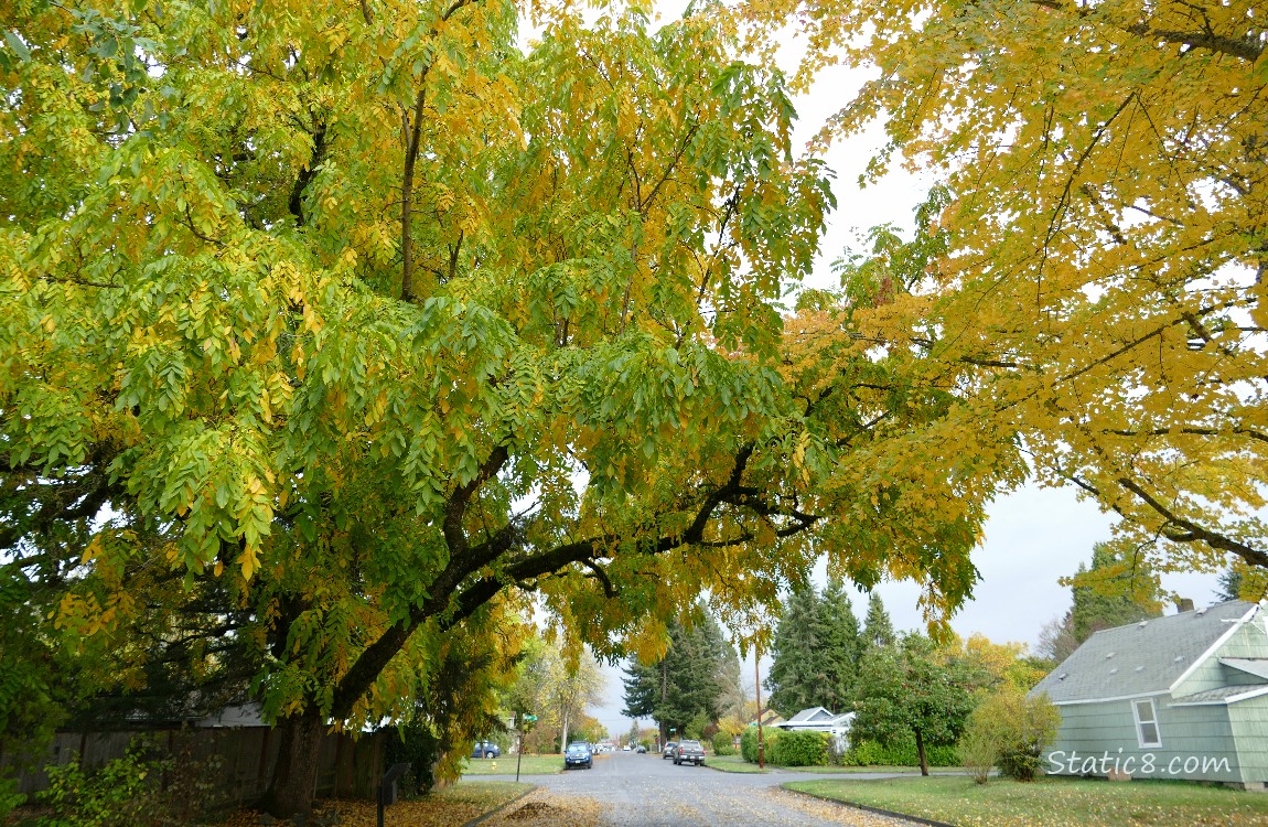 Tree over a city street