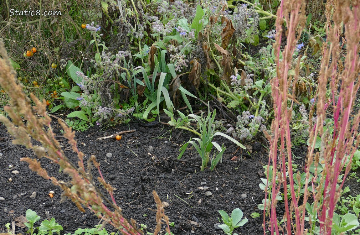 Garlic growing in the garden plot