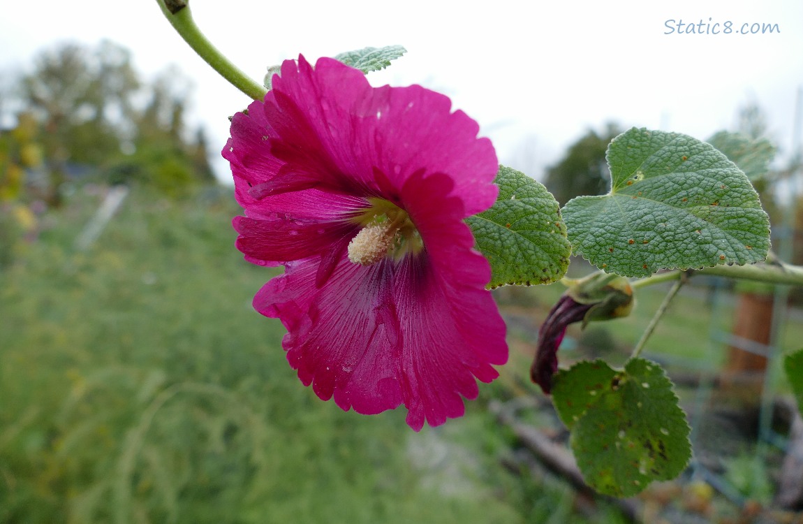 hot pink Hollyhock bloom