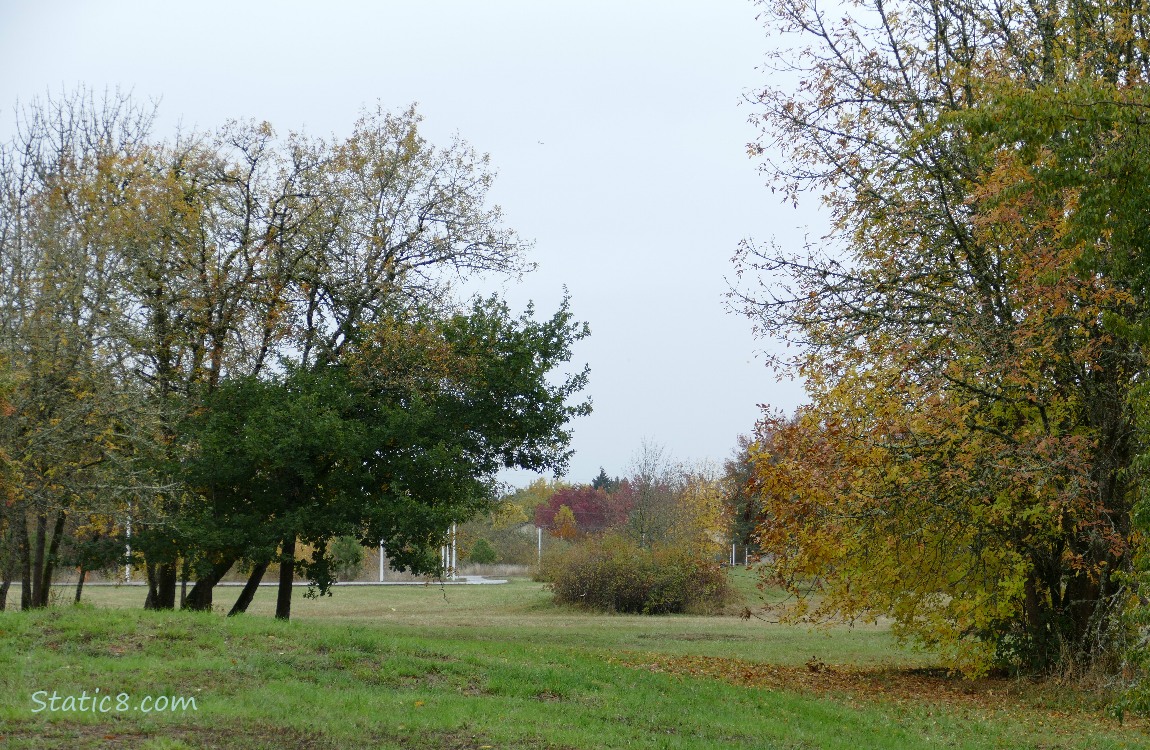 Trees in a grassy field