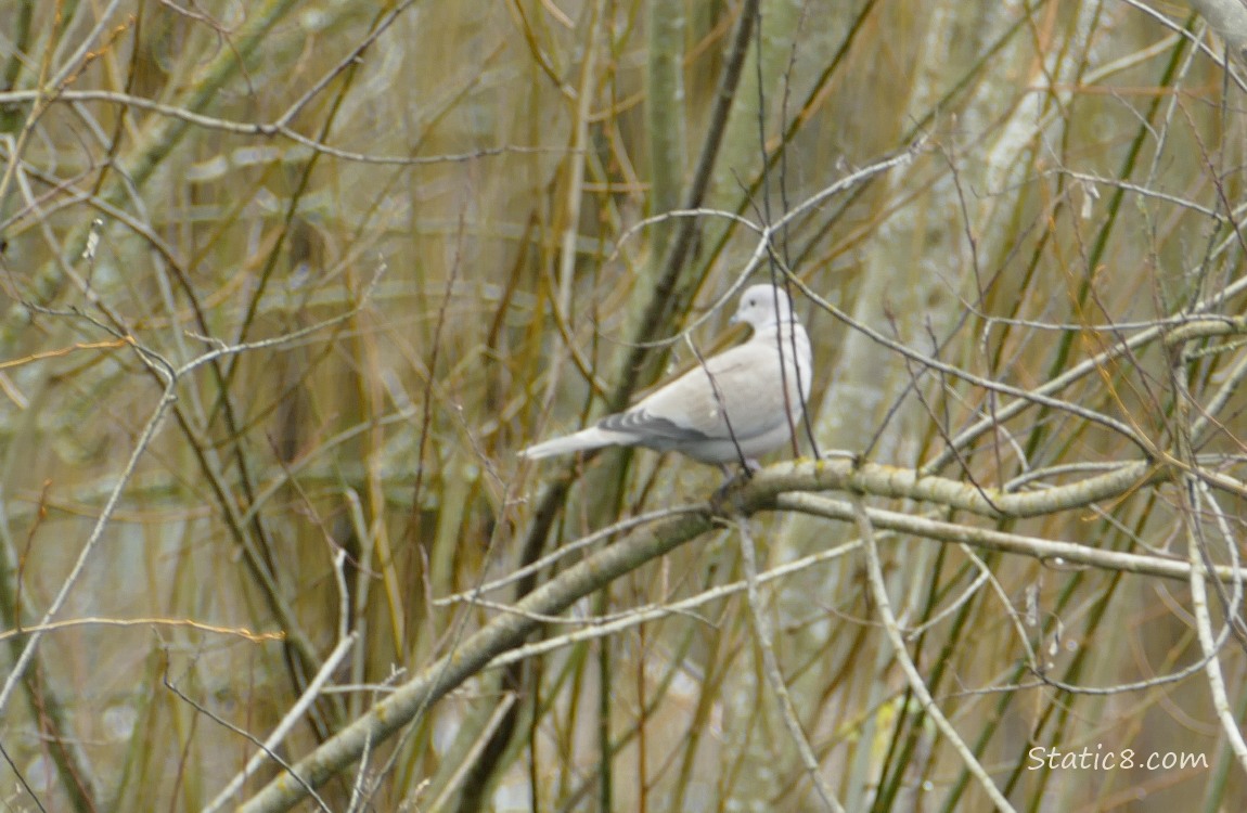 Collared Dove standing in stickes