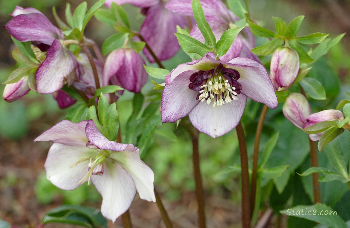 Lenten Rose blooms