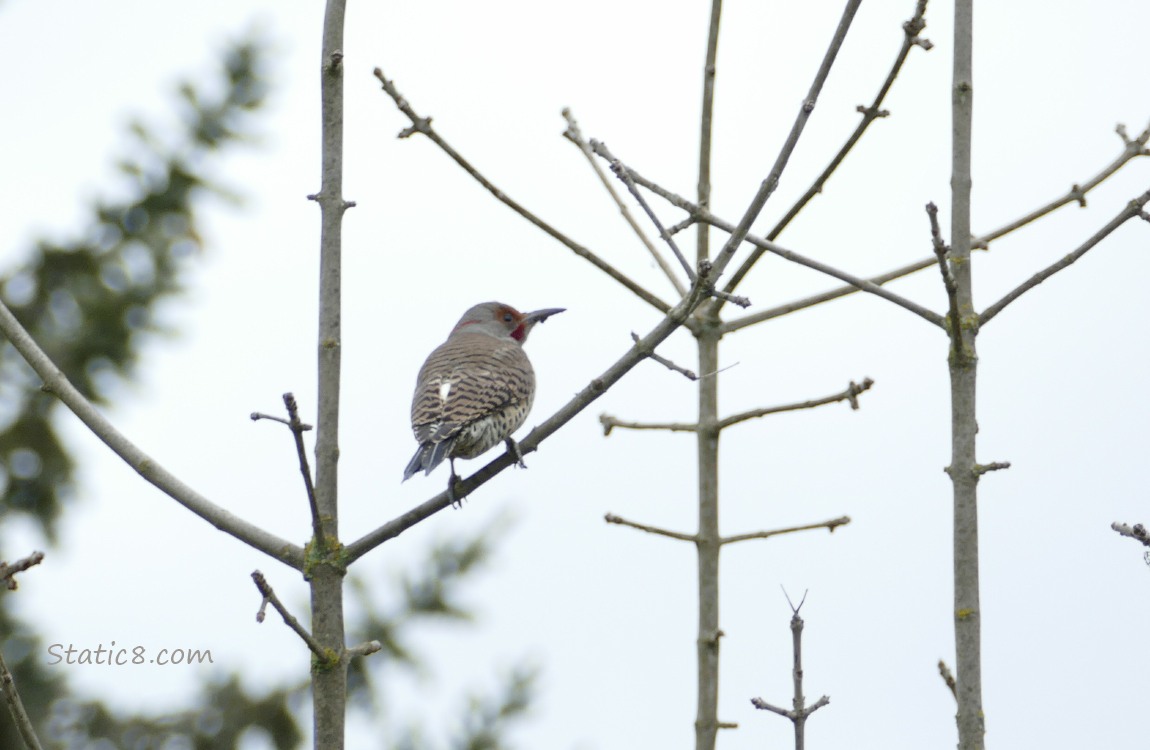 Northern Flicker standing on a stick, grey sky behind