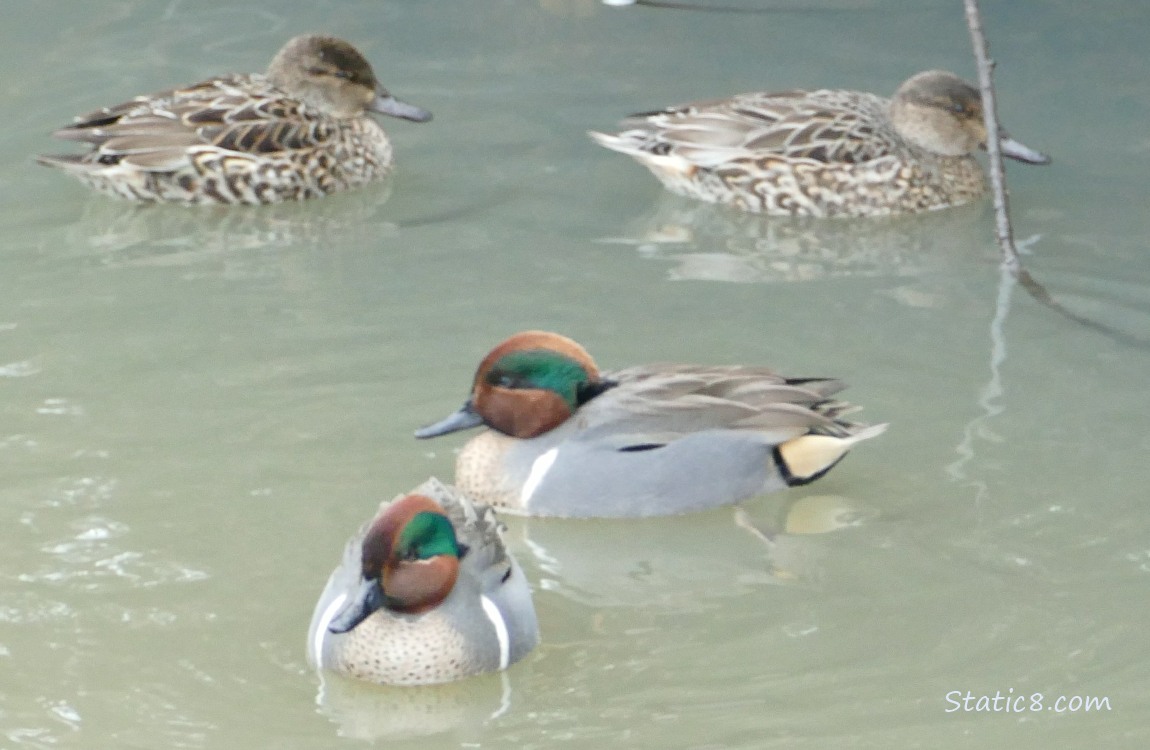 Green Wing Teals paddling on the water
