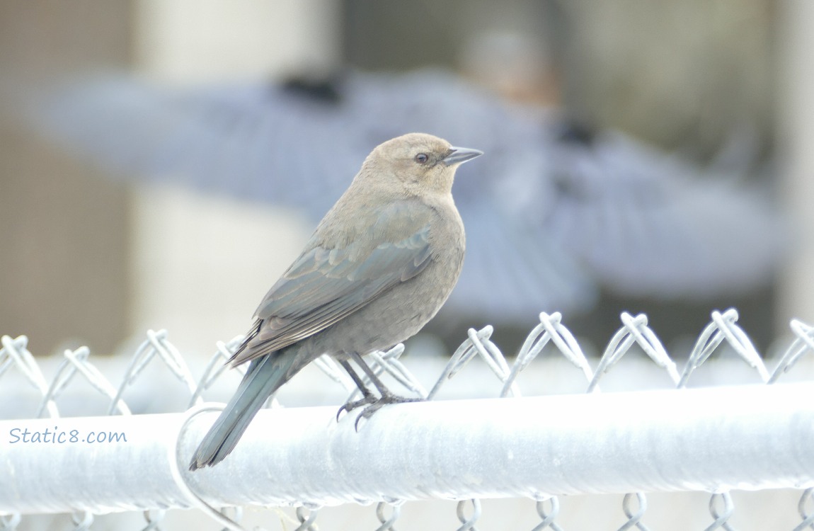 Brewer Blackbird standing on a chain link fence